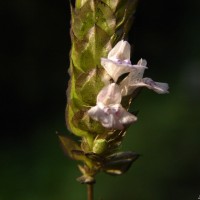 Rungia repens (L.) Nees